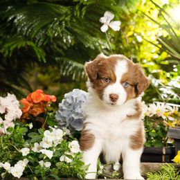 Australian Shepherd Puppies from Polkaussies