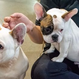 American Bulldog and French Bulldog All Grown Up from EliAna Kennels