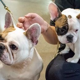 American Bulldog and French Bulldog All Grown Up from EliAna Kennels