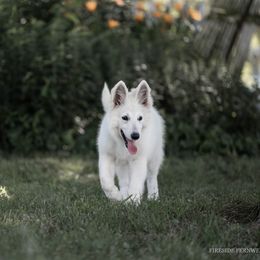 Girl 1 - White female Berger Blanc Suisse puppy in Chestnut, Illinois from Fireside Fernweh