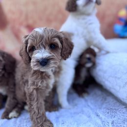 Aussiedoodle and Cavapoo Puppies from Pawsome Aussie Doodles and Oodles