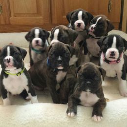 Boxers from Good Breeders