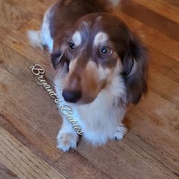 Daisy - Dachshund