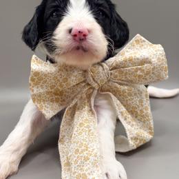 Rosie - Black and white female Cockapoo puppy in Claremont, North Carolina from Magnolia Grove Farms