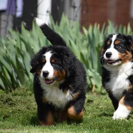 Bernese Mountain Dog Puppies from Brookwood Bernese Mountain Dogs