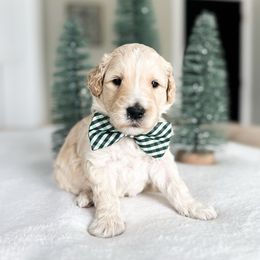 Hot Wheel - Apricot male Goldendoodle puppy in Sterling, Illinois from Charley's Goldendoodles