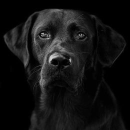 Labrador Retriever All Grown Up from Palmetto Gun Dogs