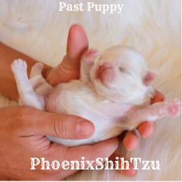 Shih Tzu Puppies from Phoenix Shih Tzu