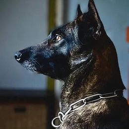 Mia - Belgian Malinois