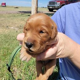 Green boy - Golden male Golden Retriever puppy in Merino, Colorado from High Plains Goldens