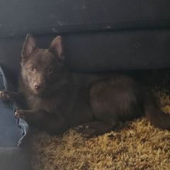 Starry - Schipperke