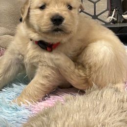 Girl 4 - Golden female Golden Retriever puppy in Chesapeake, Virginia from Autumn Lake Golden Retrievers