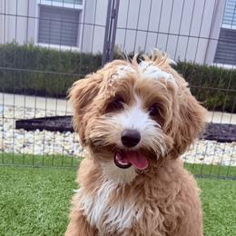 Bernedoodle and Goldendoodle All Grown Up from Dainty Doodle Dogs