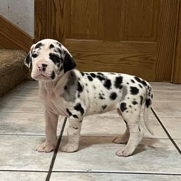 Great Dane puppies from T3 Enchanted Forrest Danes