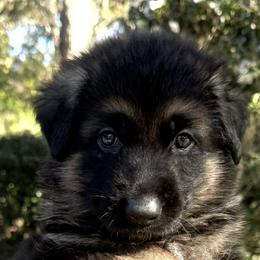 Dio - Black and tan male German Shepherd puppy in Central Florida, Florida from Vom Furstenhund