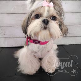 Lady - Shih Tzu