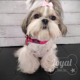 Lady - Shih Tzu