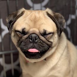 French Bulldog and Pug All Grown Up from Puddles Palace