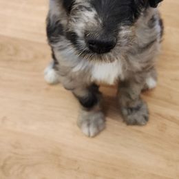Monica - Blue merle female Aussiedoodle puppy in Vernal, Utah from Adorable Aussiedoodles