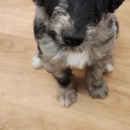 Monica - Blue merle female Aussiedoodle puppy in Vernal, Utah from Adorable Aussiedoodles