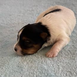 Ace- 3000 - Black tan and white male Biewer Terrier puppy in Douglas, Georgia from Heartland small breeds