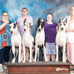 Great Danes from Pacific Blue's Danes