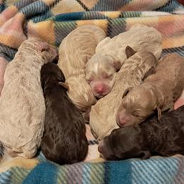 Aussiedoodles and Cockapoos from Ouachita River Cockapoos