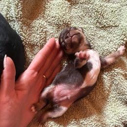 AKC Boy 2 - Chocolate and tan male Chihuahua puppy in Anoka, Minnesota from Anoka County MN AKC Chihuahuas