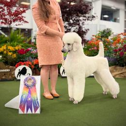 Spencer - Poodle