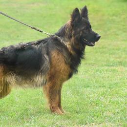 Lara - German Shepherd