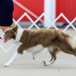 Border Collies from Amethyst Border Collies