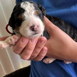 Mack - Tri-color male Bernedoodle puppy in Auburndale, Florida from Florida Mini Bernedoodles