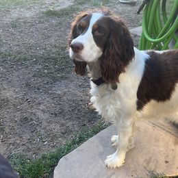 Josephine - English Springer Spaniel