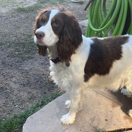 Josephine - English Springer Spaniel