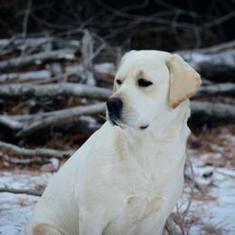 Georgie - Yellow female Labrador Retriever puppy in Texas from Belle Rose Labradors