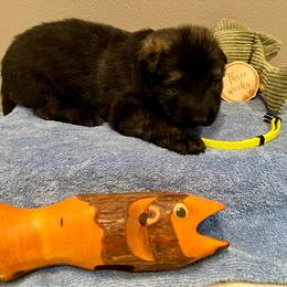 Yellow - Fawn sable male Shiloh Shepherd puppy in Montezuma, Iowa from Shoreline Shilohs