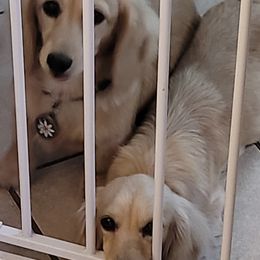 Dachshunds from Rigdon's dachshunds