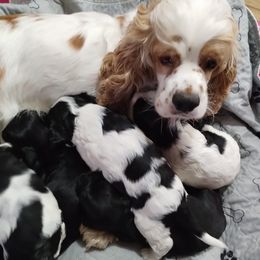 Cocker Spaniels from Debbie's Cocker Spaniels