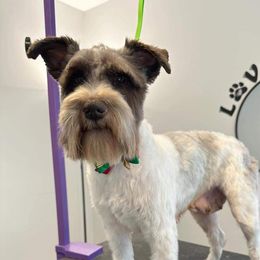 Willow - Miniature Schnauzer