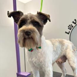 Willow - Miniature Schnauzer
