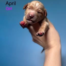 April - Apricot female Goldendoodle puppy in Suring, Wisconsin from Black Oak Doodles