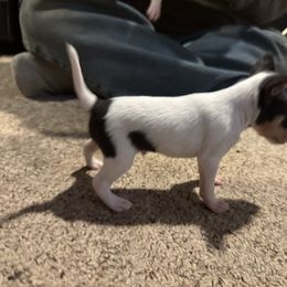 Jerry - White black and tan male Toy Fox Terrier puppy in Sauk Rapids, Minnesota from Amberfaye's Min Pins and Toy Fox Terriers