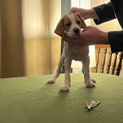 Pointer Puppies from Lake Effect