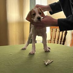 Pointer Puppies from Lake Effect