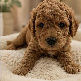 Carmel ribbon crunch - Cream female Goldendoodle puppy in Anderson, South Carolina from Cackalacky Companions