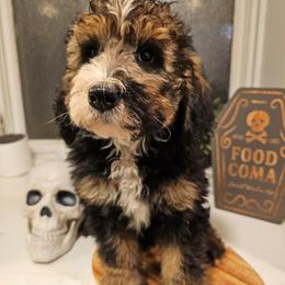 Dark Pink - Sable female Bernedoodle puppy in Shelby, North Carolina from Forever Grateful Doodles