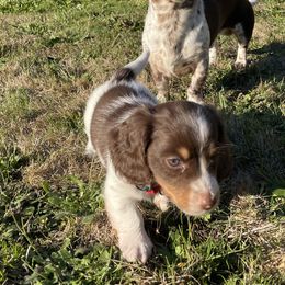 Eddie - Chocolate and tan male Dachshund puppy in Centralia, Washington from Daweshunds