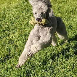 Poodle All Grown Up from Lakeview Standard Poodles