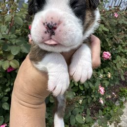 Boxer Puppies from Sweet Carolinas Boxer Babies