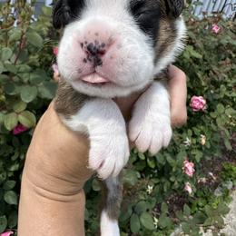 Boxer Puppies from Sweet Carolinas Boxer Babies